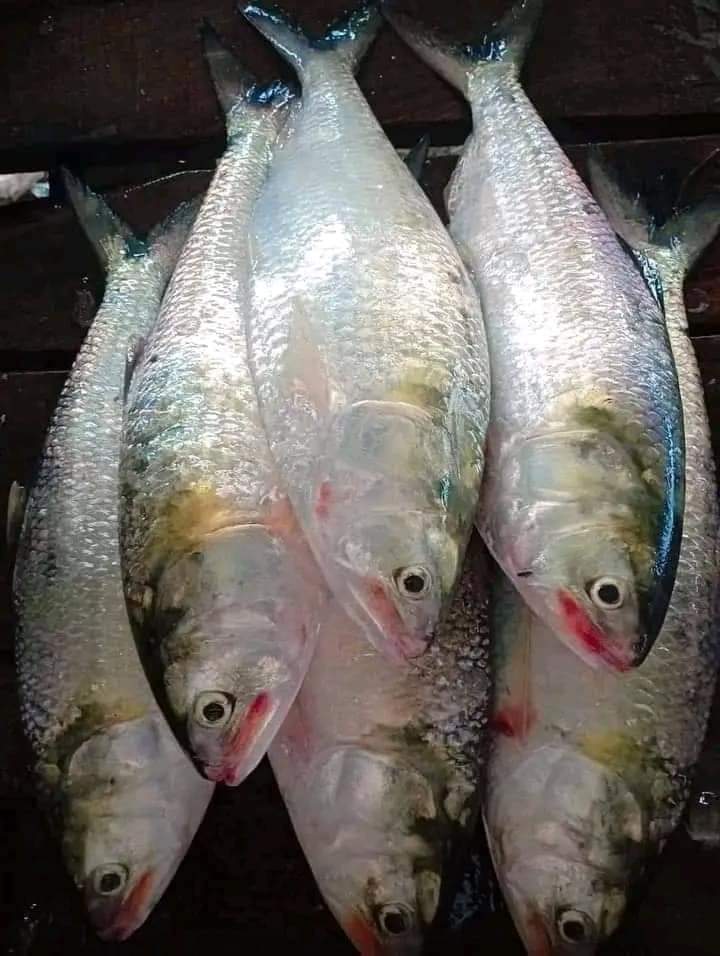 ৬ পিস ইলিশ প্যাক, ৫ কেজি · ৬টি মাছ