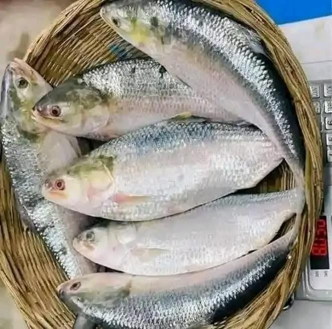রূপালি ইলিশের সংগ্রহের ইলিশ মাছ
