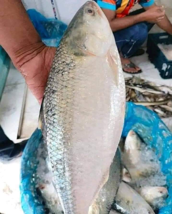 ৫ পিস ইলিশ প্যাক, ৫ কেজি · ৫টি মাছ