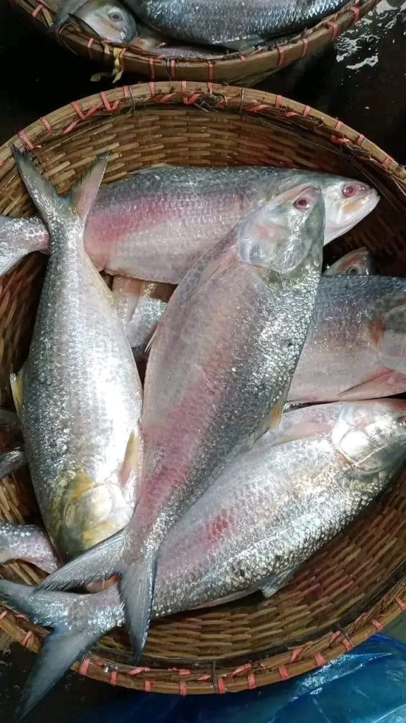 ৮ পিস ইলিশ প্যাক, ৫ কেজি · ৮টি মাছ